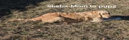 Golden Retriever dogs for sale: Golden Retriever 5 - Ad 5