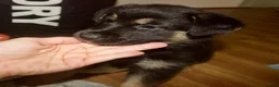Gerberian Shepsky dogs for sale: Valkyrie - Ad 4