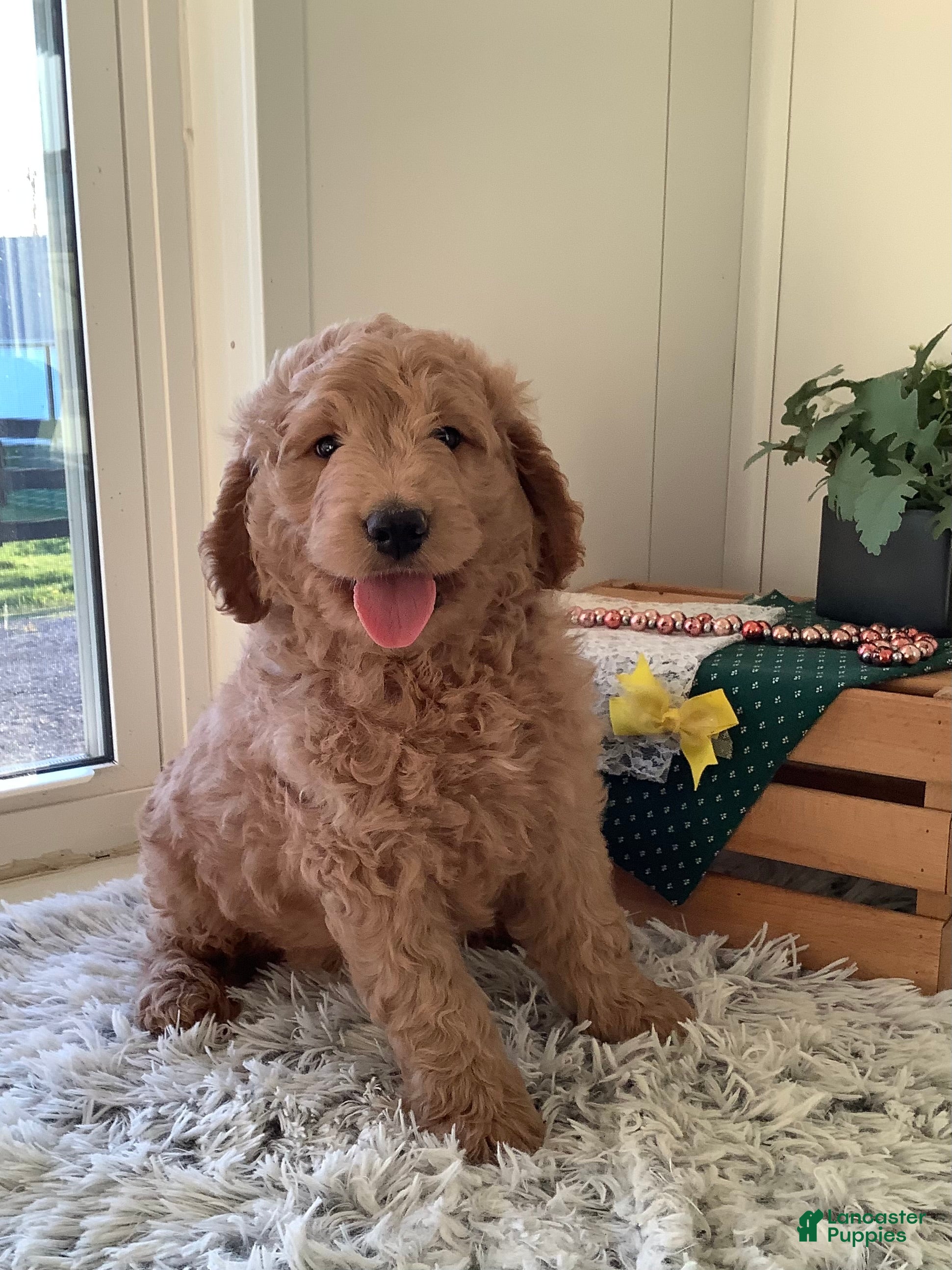 Goldendoodle dogs Goldendoodle Puppy 1 - Ad 2