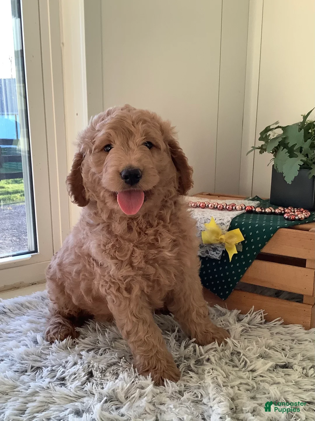 Goldendoodle dogs for sale: Goldendoodle Puppy 1 - Ad 2