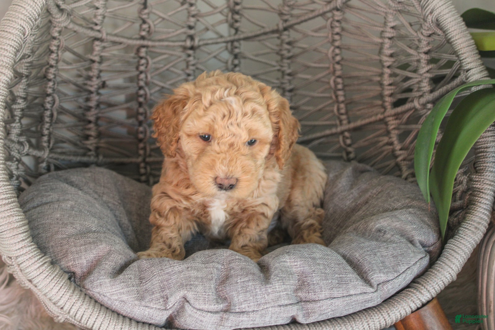 Mixed Breed dogs Seahawk - Ad 1