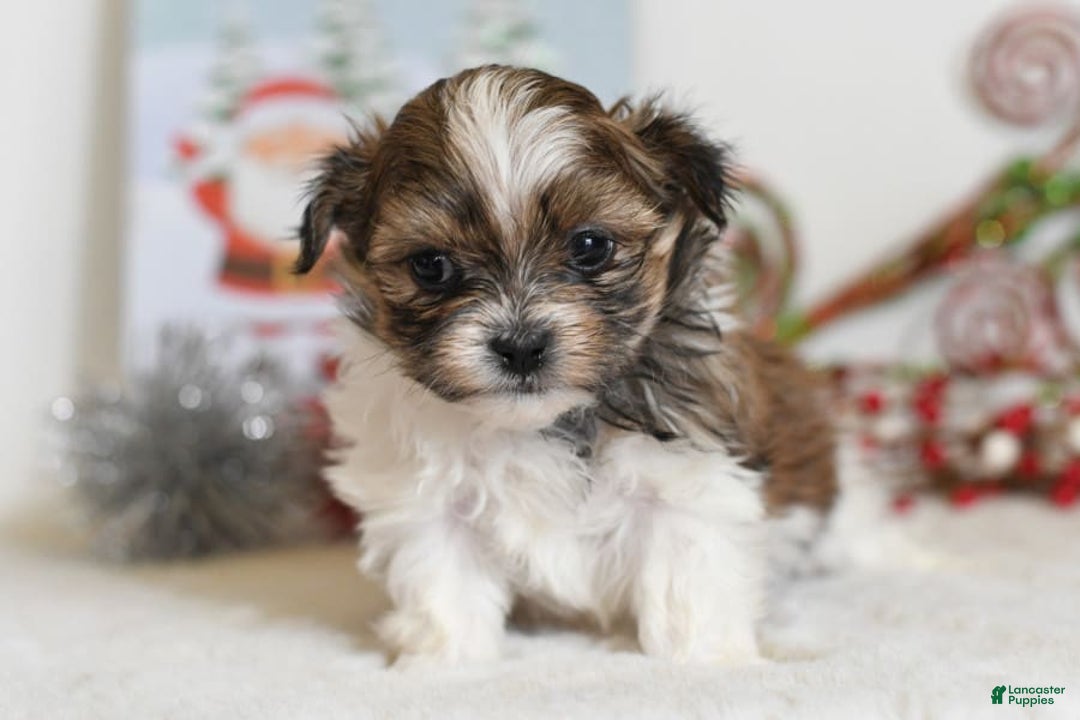 Gallery Image {{count}}