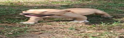 American Pit Bull Terrier dogs for sale: American Pit Bull Terrier 1 - Ad 6