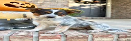 Australian Cattle Dog dogs for sale: Waylon - Ad 4