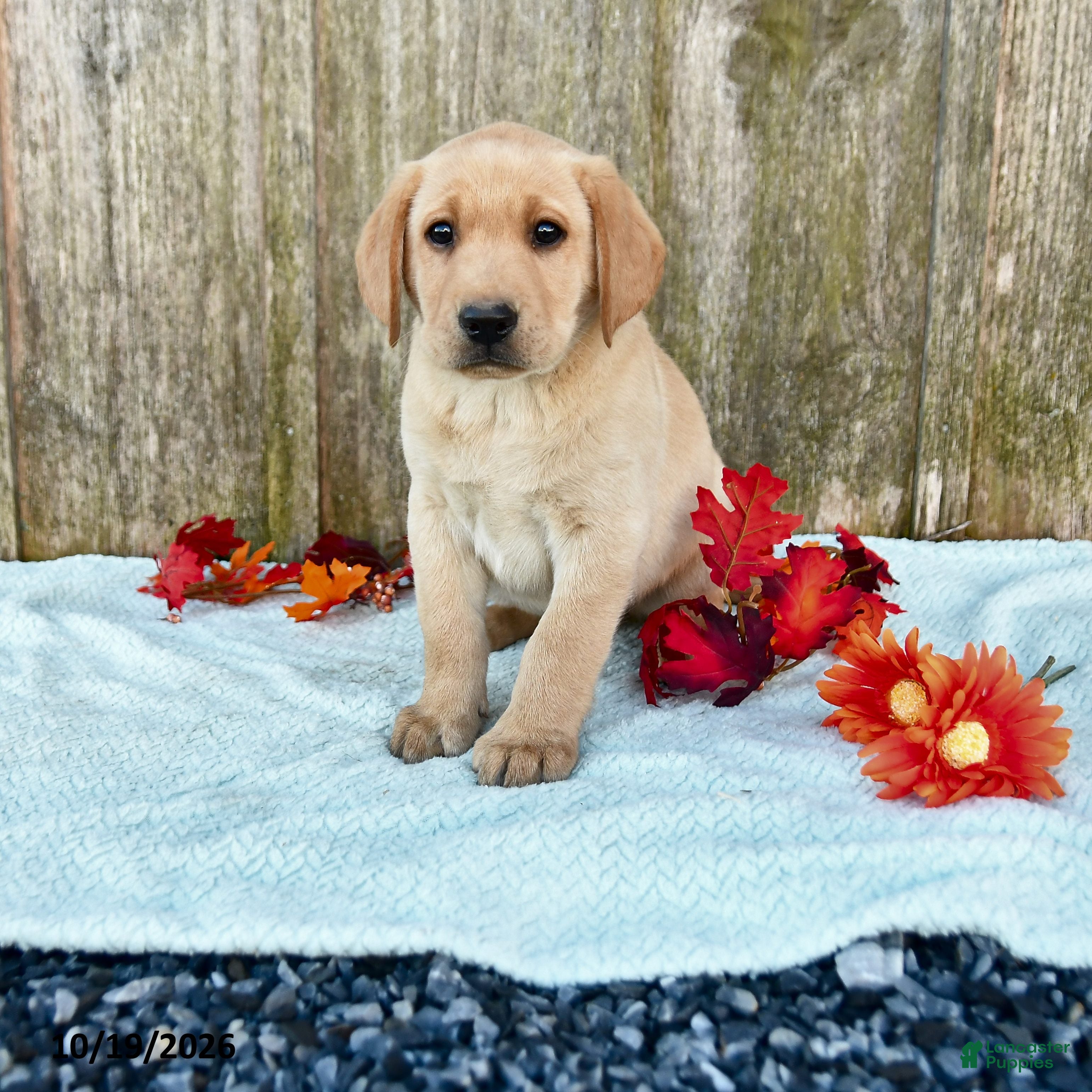 Labrador Retriever dogs for sale: Toby - Ad 1