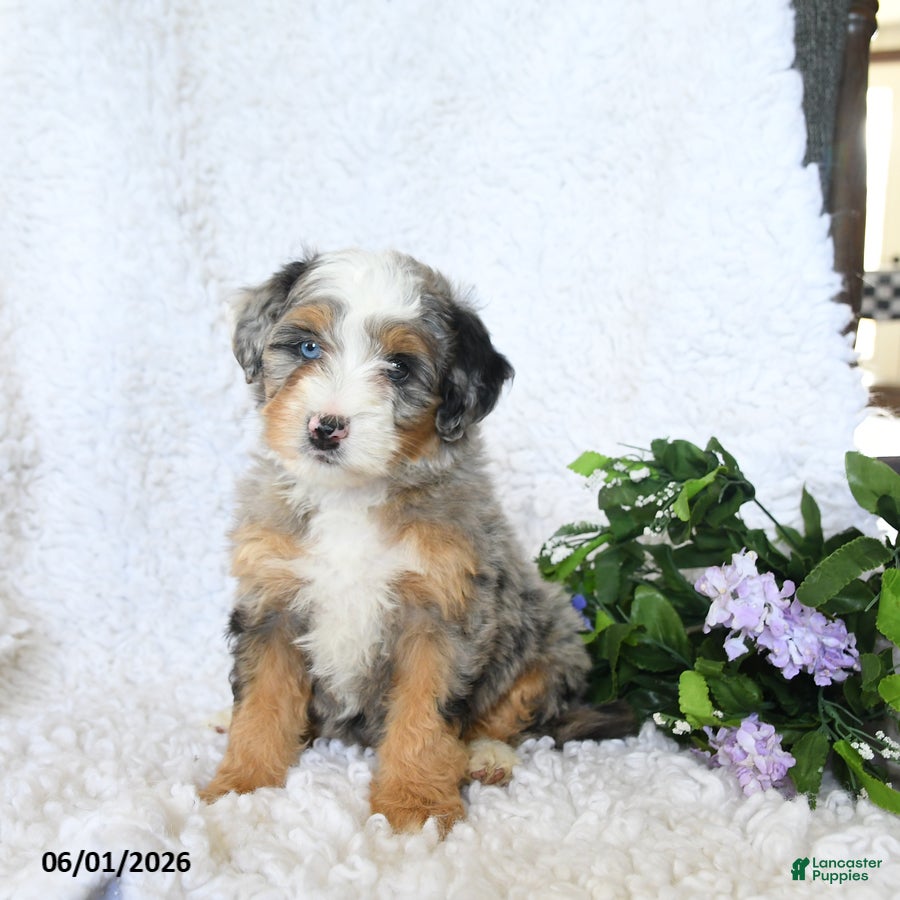 Mini Bernedoodle dogs for sale: Fancy - Ad 3