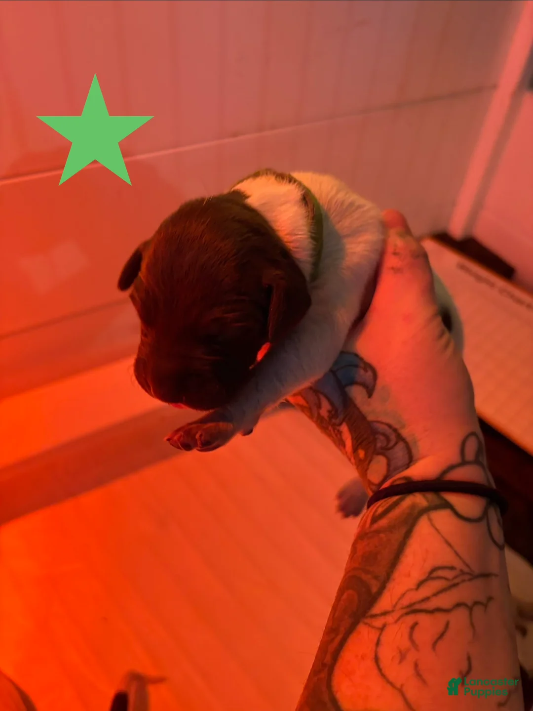 German Shorthaired Pointer dogs for sale: Lark - Ad 2