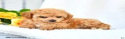 Toy Poodle dogs for sale: Tricia - Ad 5