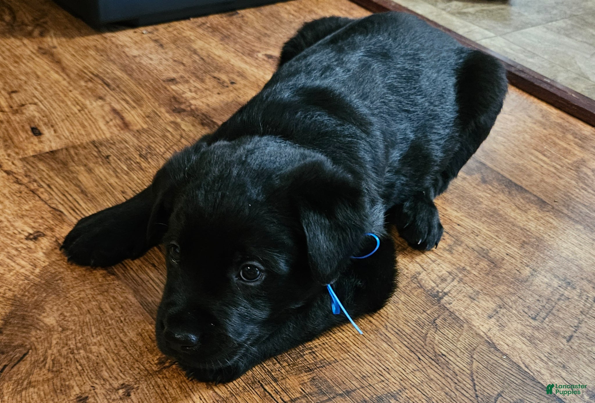 Mixed Breed dogs for sale: Shadow - Ad 3