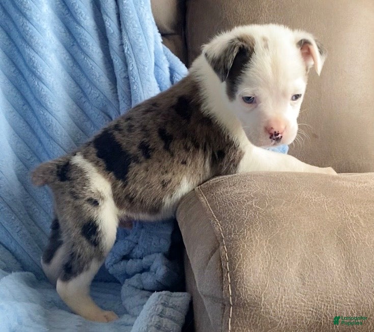 Mixed Breed dogs Jackson - Ad 9