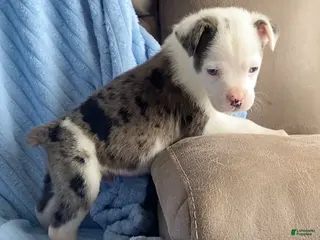 Mixed Breed dogs Jackson - Ad 12