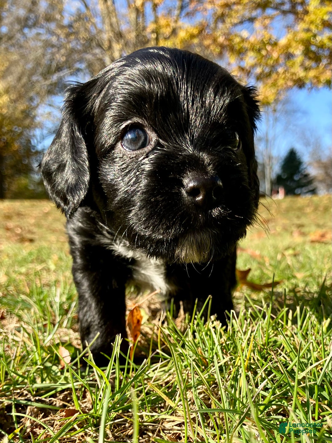 Cavapoo dogs for sale: Tuffnut - Ad 2