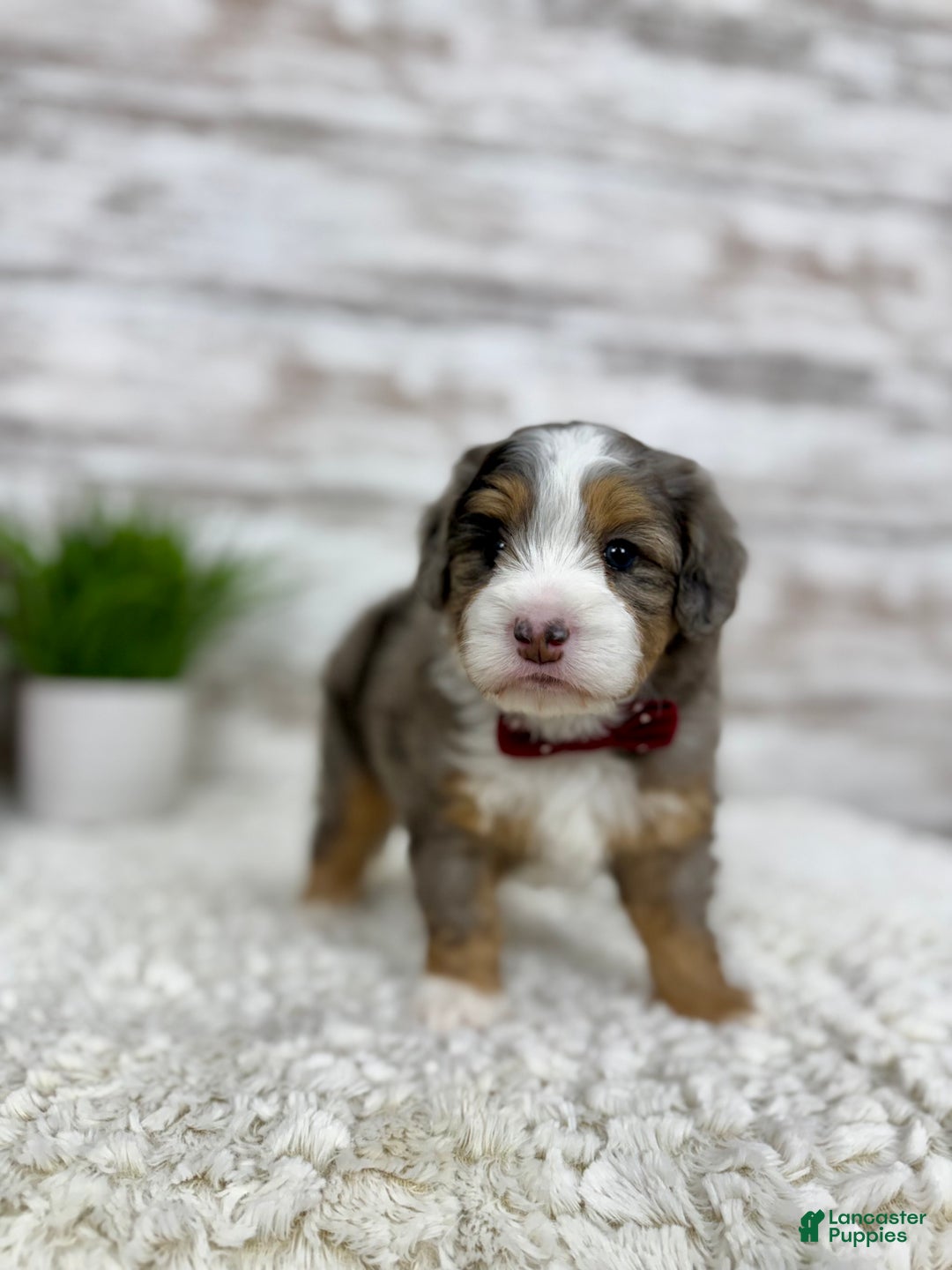 Mini Bernedoodle dogs for sale: Vince - Ad 3