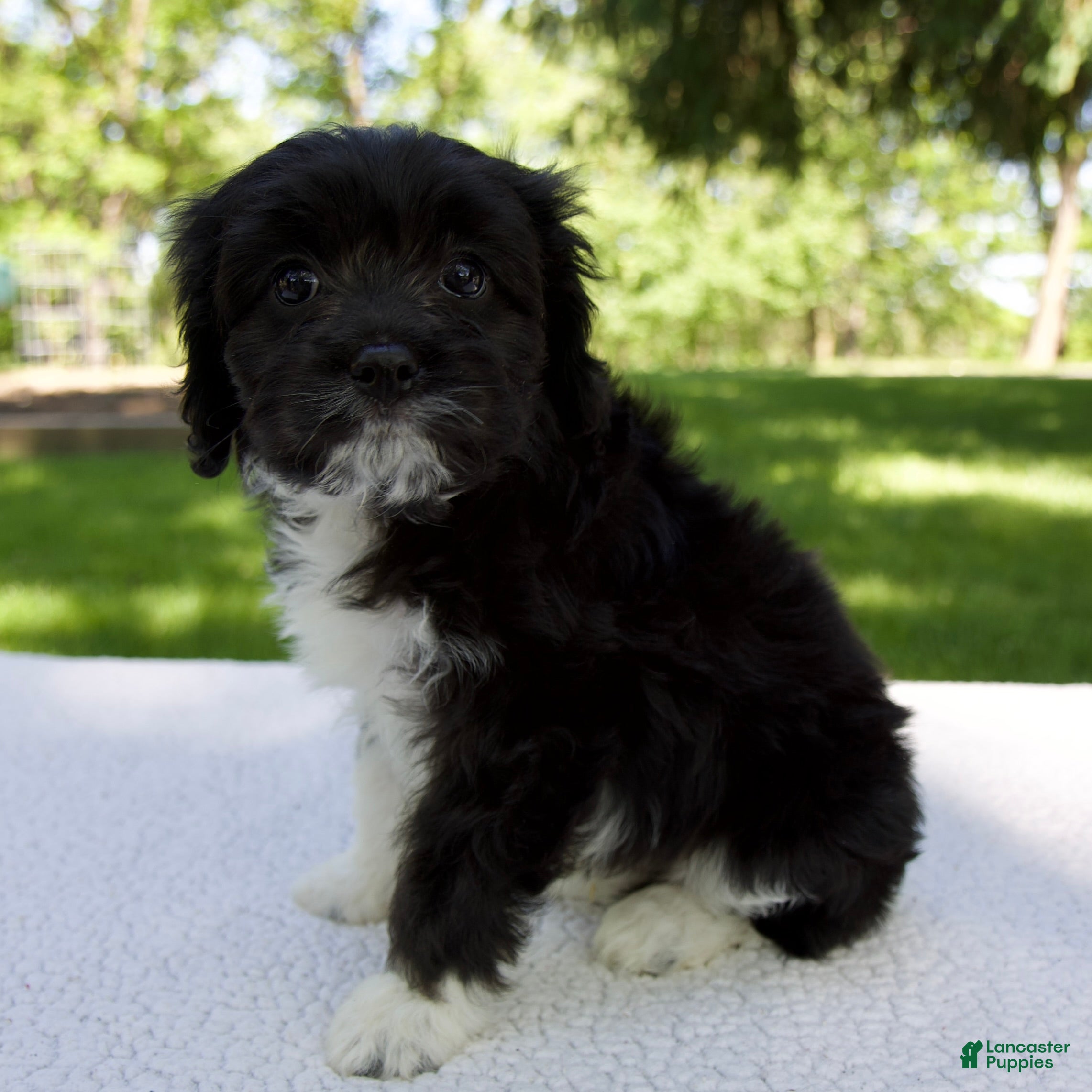 Cavapoo dogs for sale: Enzo - Ad 2