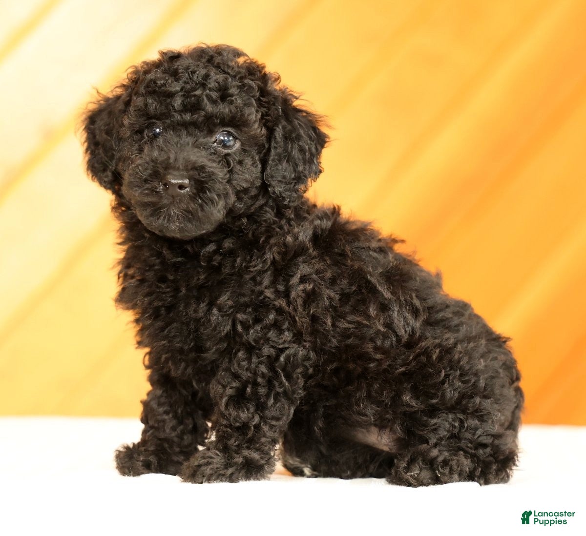 Toy Poodle dogs Demi - Ad 2