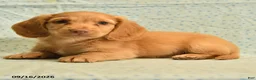 Dachshund dogs for sale: Sparky - Ad 5
