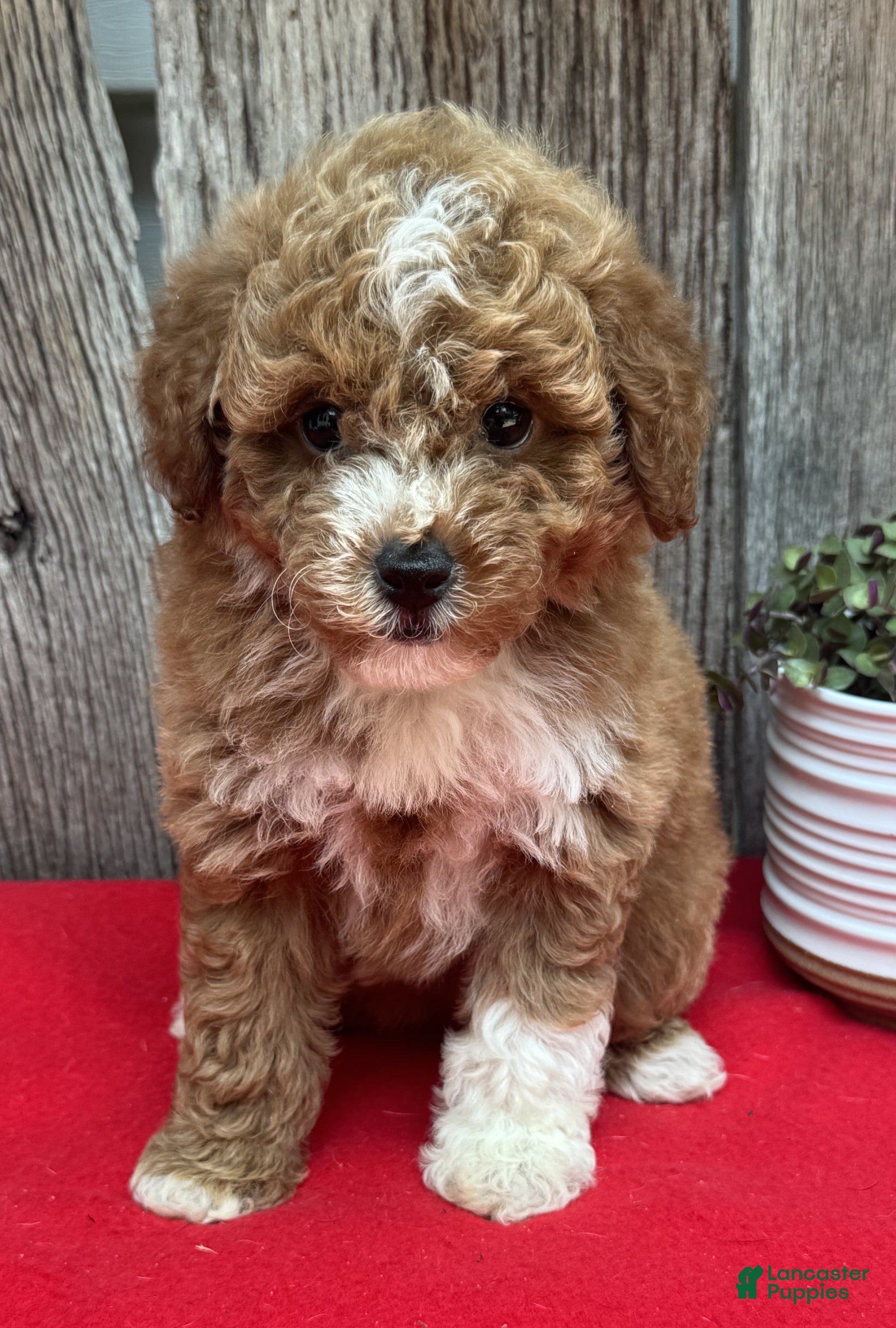 Miniature Poodle dogs Willow - Ad 2