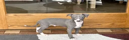 Italian Greyhound dogs for sale: Pj - Ad 7