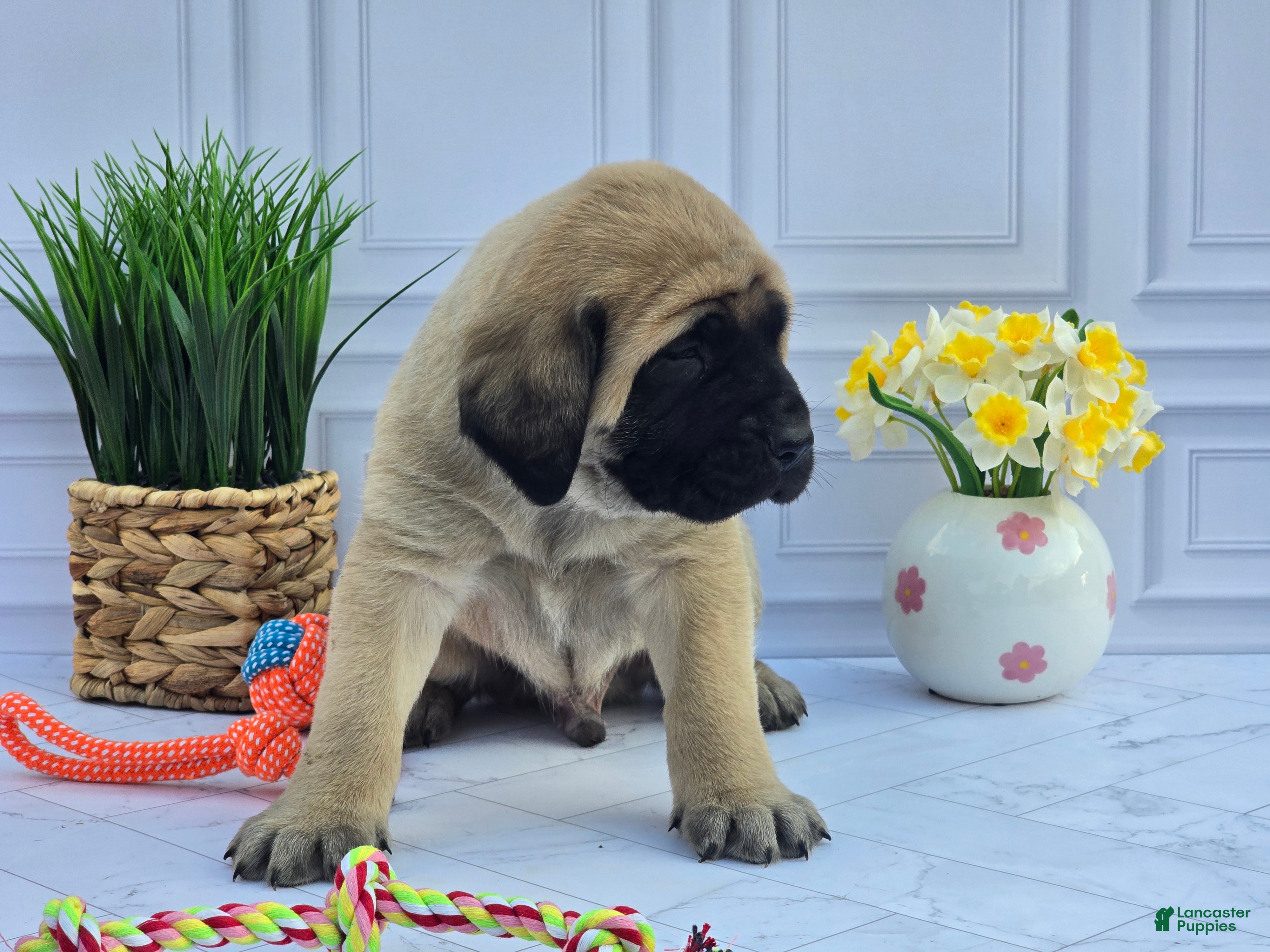 English Mastiff dogs English Mastiff Puppy 2 - Ad 1