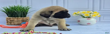 English Mastiff Puppy 2
