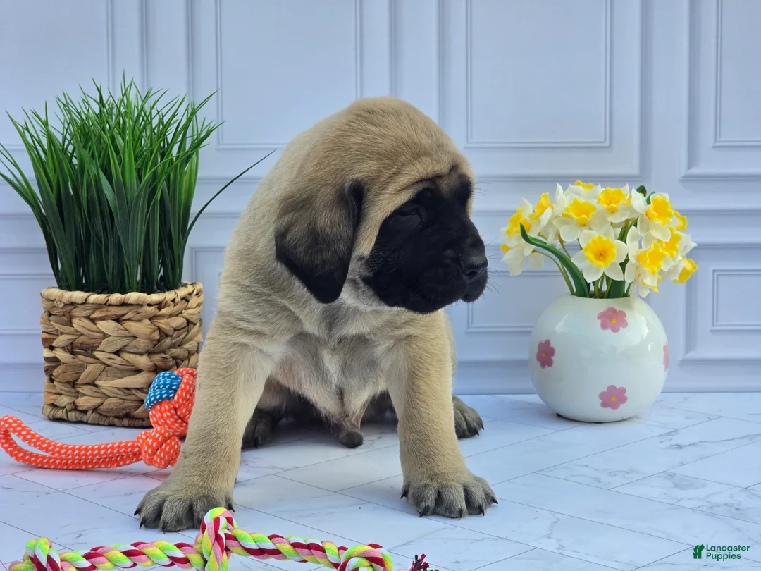 English Mastiff dogs for sale: English Mastiff Puppy 2 - Ad 1