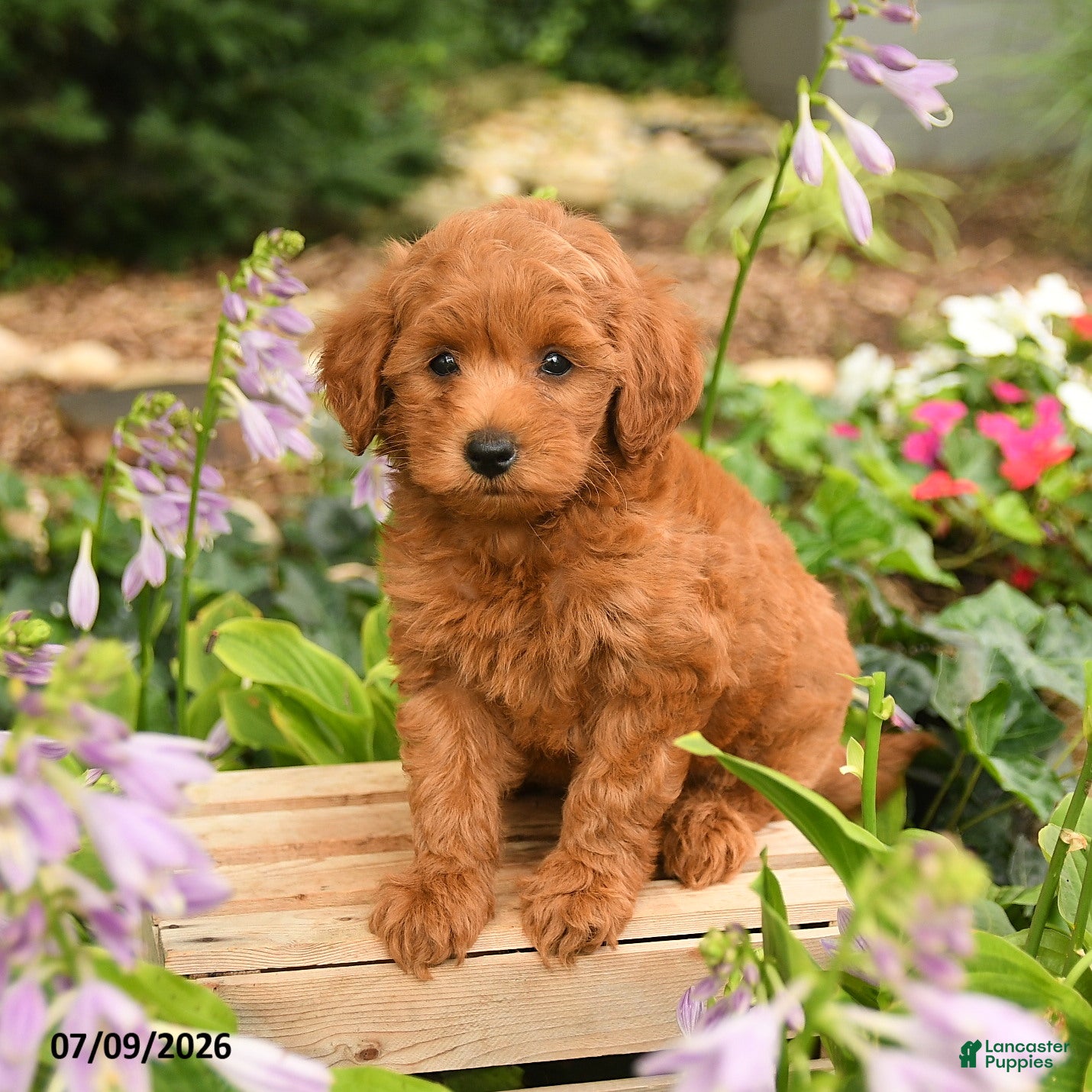 Maltipoo dogs Jordan - Ad 1