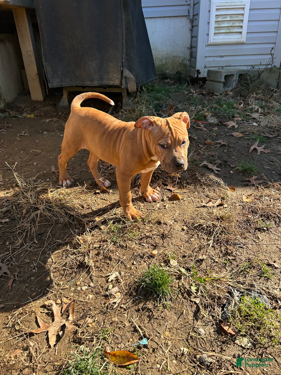 American Bully dogs for sale: Queen  - Ad 1
