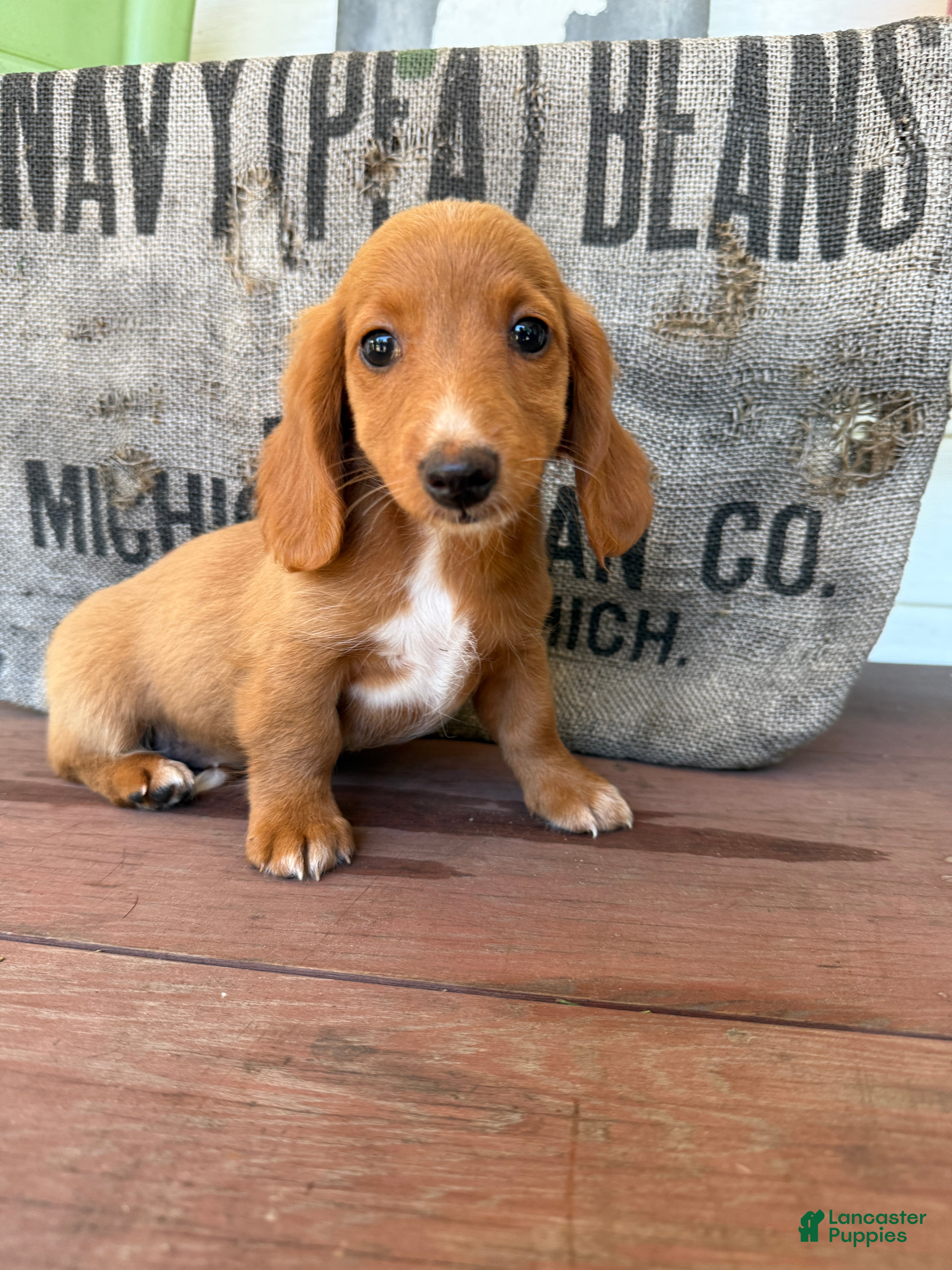Miniature Dachshund dogs Ella - Ad 1