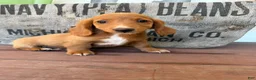 Miniature Dachshund dogs for sale: Ella - Ad 10