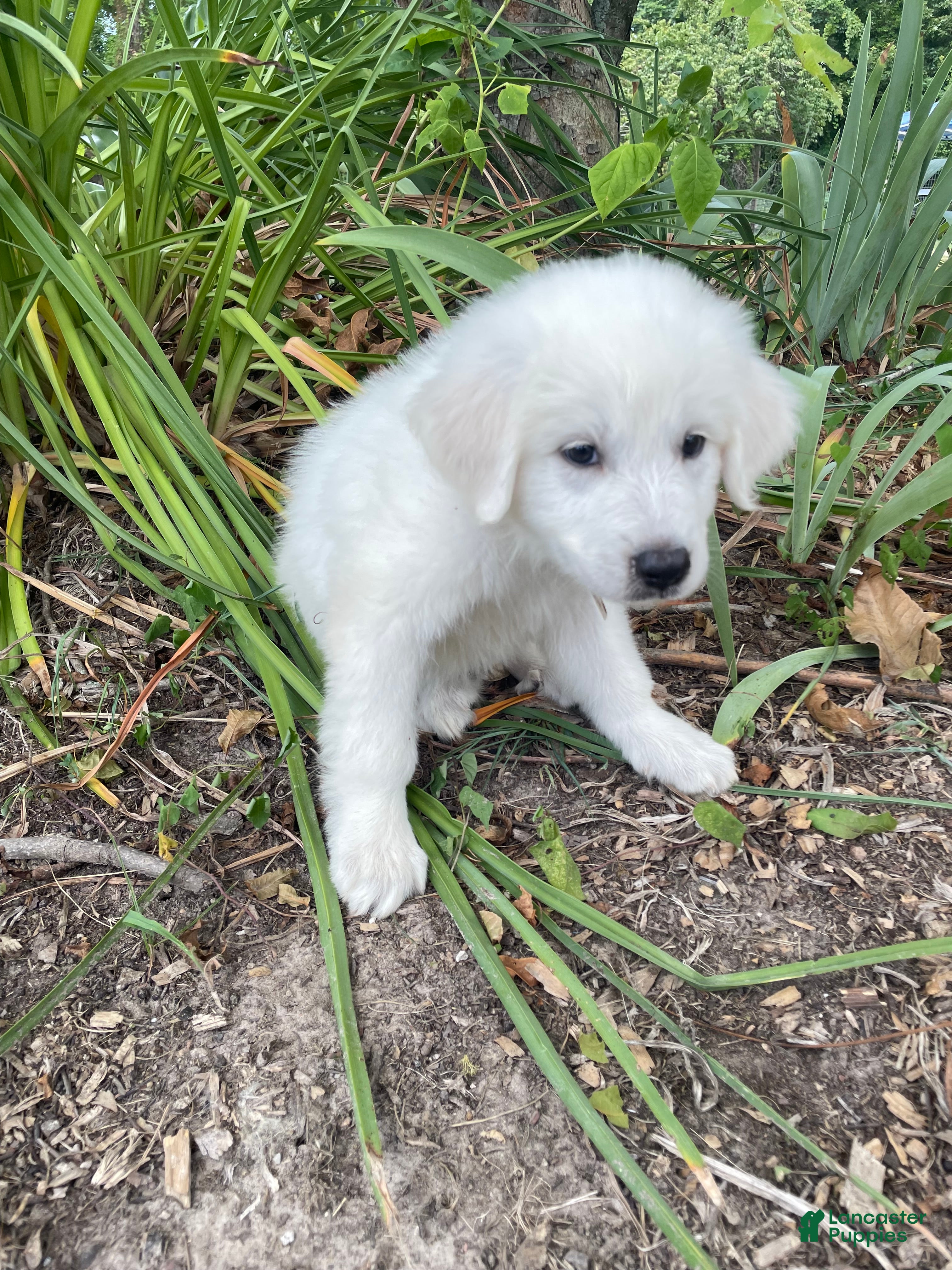 Mixed Breed dogs Max - Ad 1