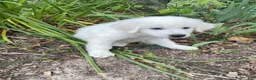 Mixed Breed dogs for sale: Max - Ad 1
