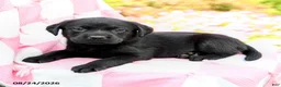 Labrador Retriever dogs for sale: Gianna - Ad 3