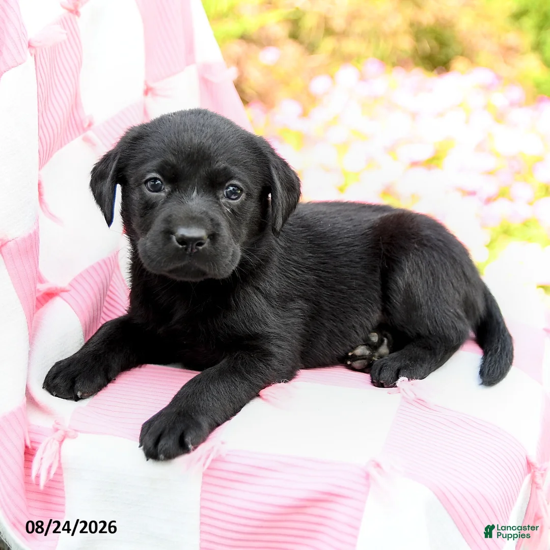 Labrador Retriever dogs for sale: Gianna - Ad 3