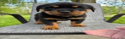 Rottweiler dogs for sale: Stella - Ad 14