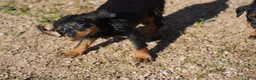 Rottweiler dogs for sale: Rottweiler F3 - Ad 16