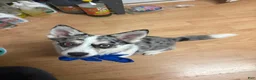 Pomsky dogs for sale: Pomsky 2 - Ad 2