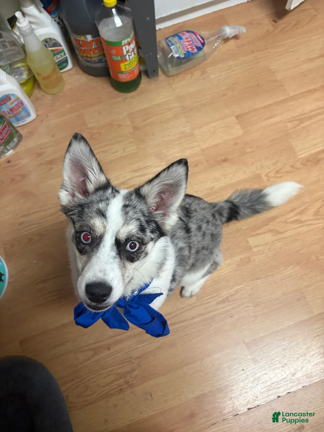 Pomsky dogs for sale: Pomsky 2 - Ad 2