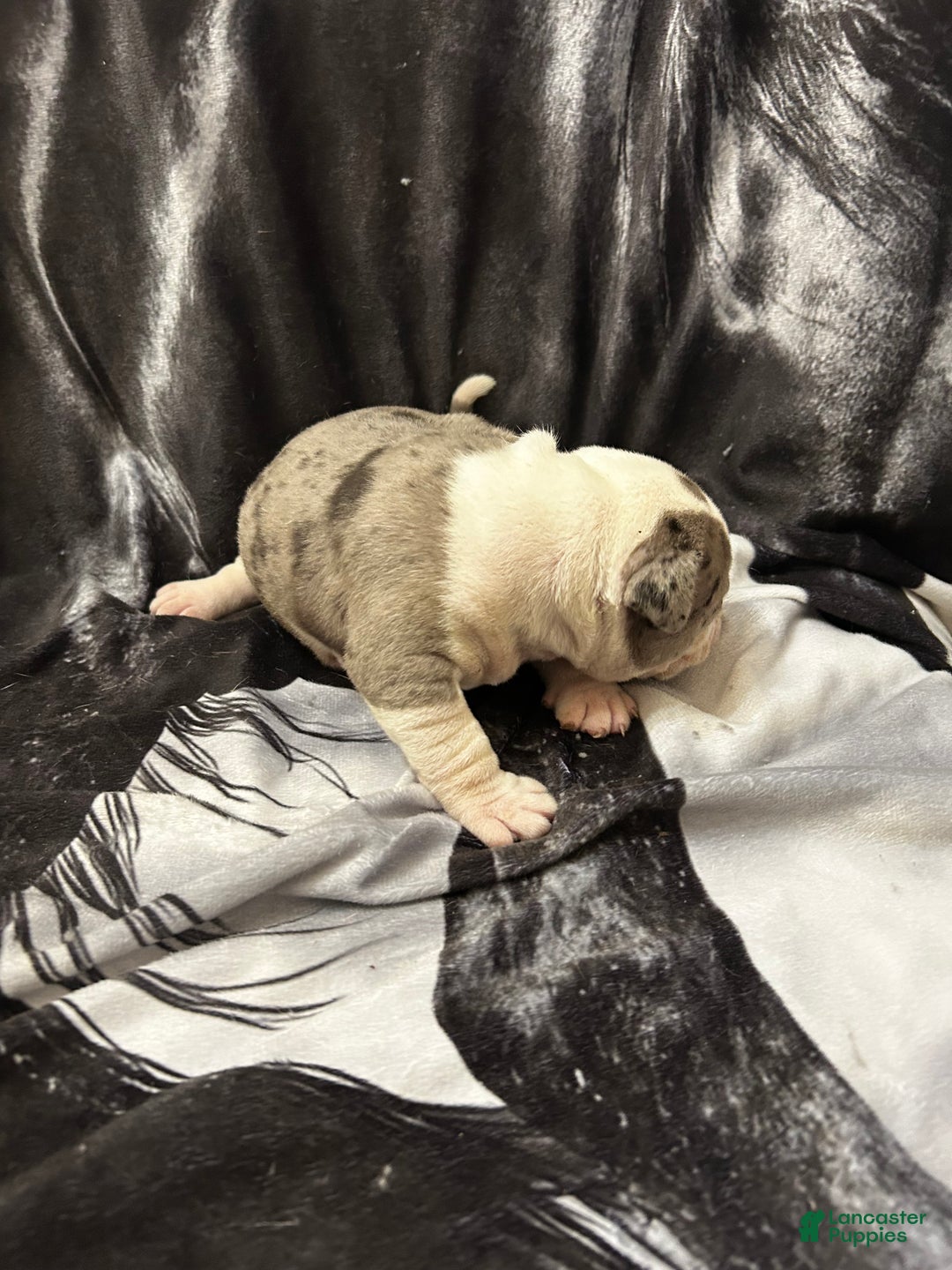American Bully dogs for sale: American Bully Puppy 2 - Ad 9