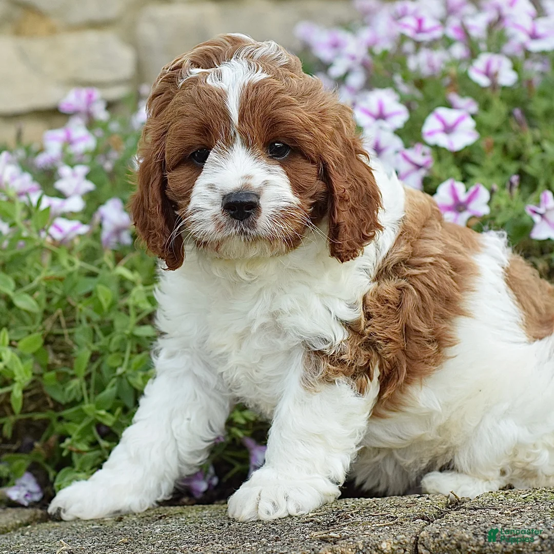 Cavapoo dogs for sale: Diego - Ad 2