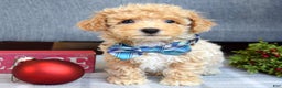 Maltipoo dogs for sale: Frankie  - Ad 2