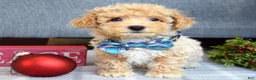 Maltipoo dogs for sale: Frankie  - Ad 6