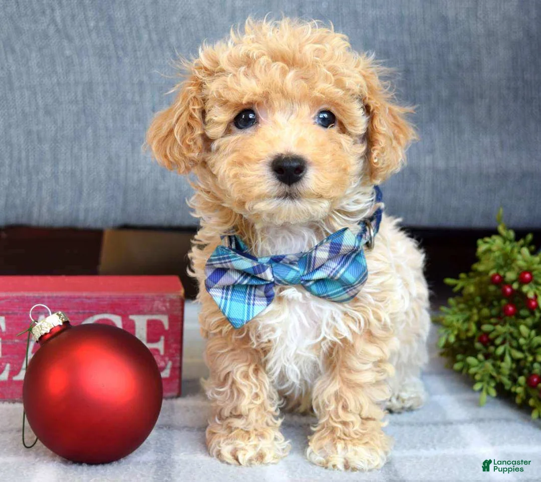 Maltipoo dogs for sale: Frankie  - Ad 6