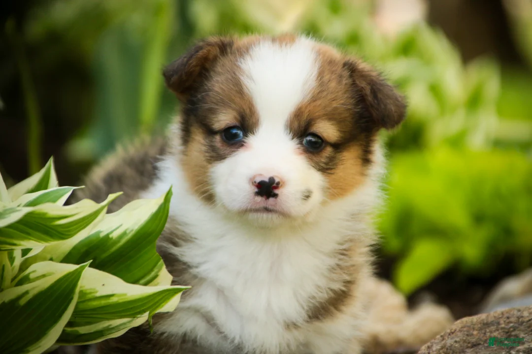 Welsh Corgi Pembroke dogs for sale: Gloria - Ad 1