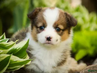 Welsh Corgi Pembroke dogs for sale: Gloria - Ad 4