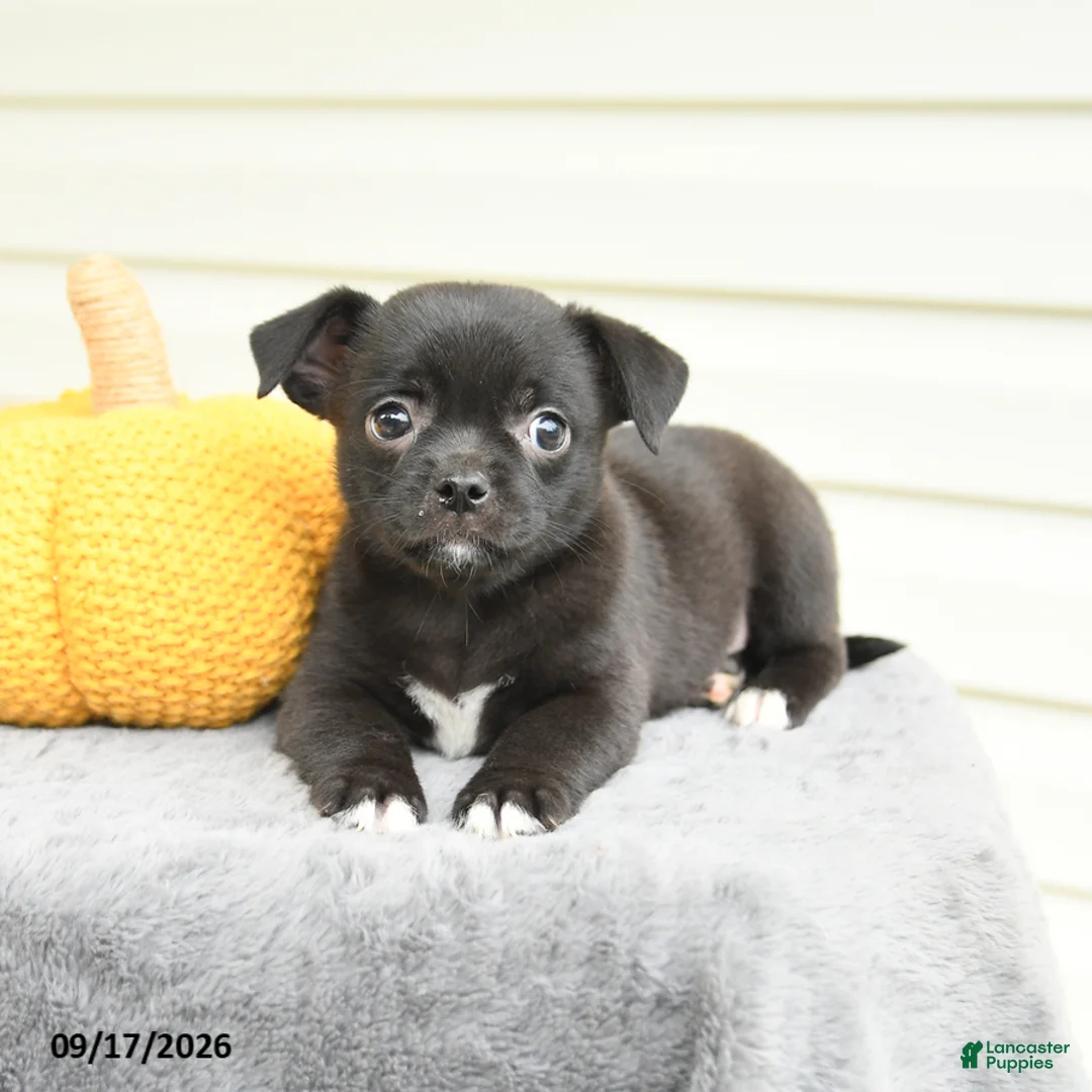 Mixed Breed dogs for sale: Sparkles - Ad 2