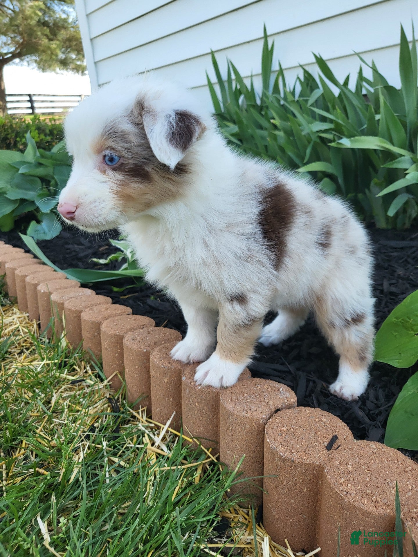 Australian Shepherd dogs Australian Shepherd Puppy 5 - Ad 32
