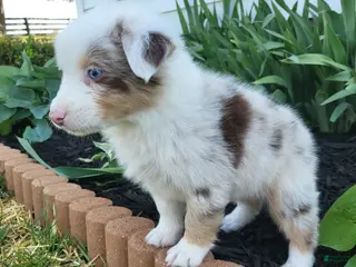 Australian Shepherd dogs Australian Shepherd Puppy 5 - Ad 42