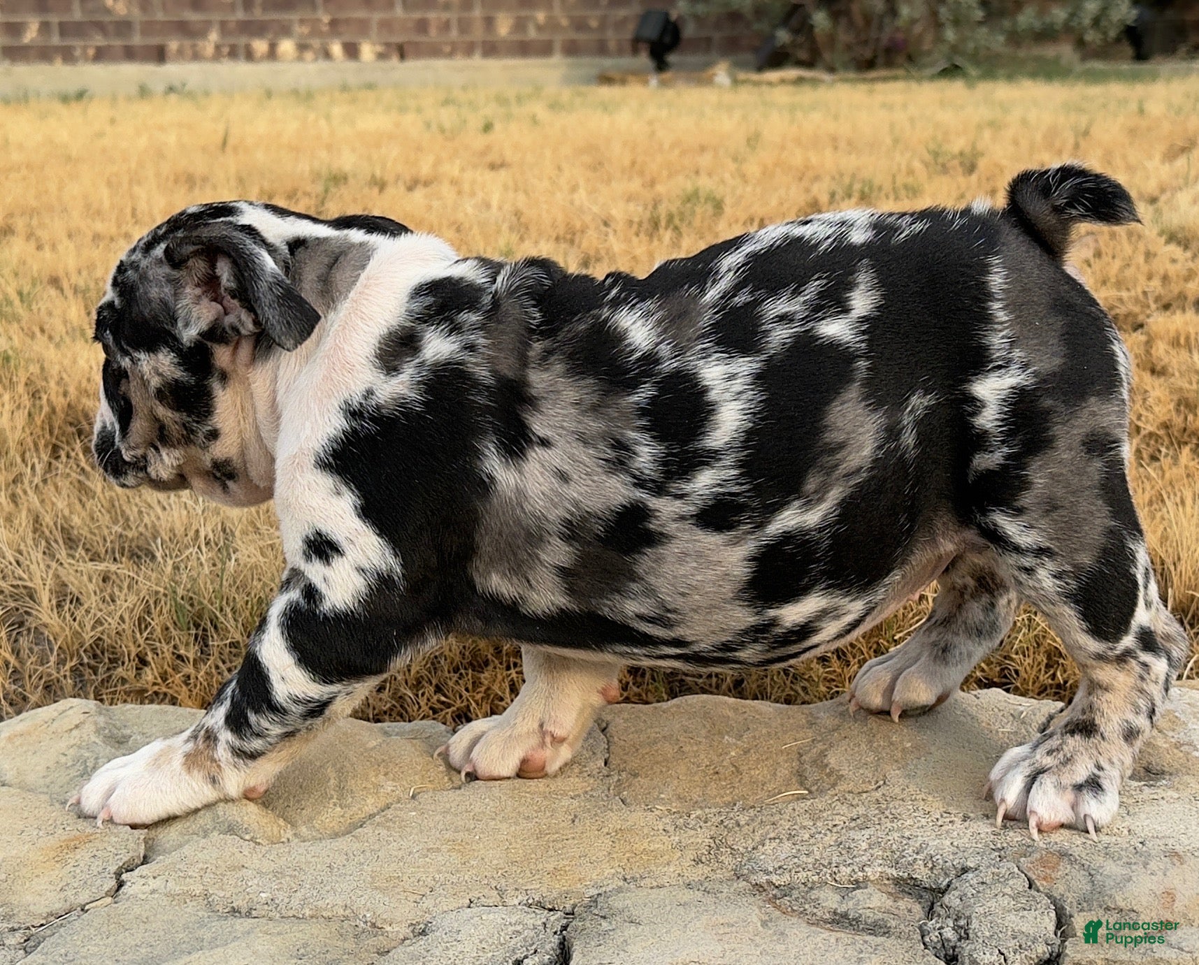 English Bulldog dogs Waffles - Ad 2