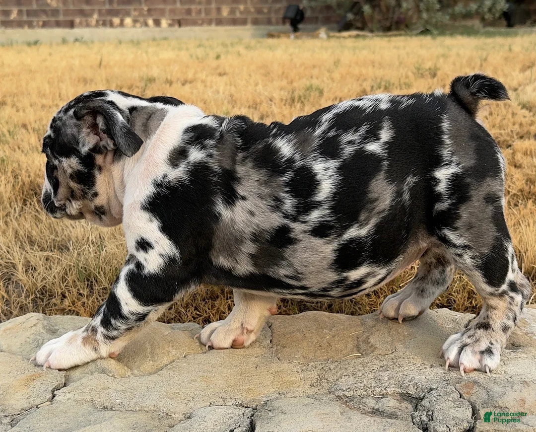 English Bulldog dogs for sale: Waffles - Ad 2