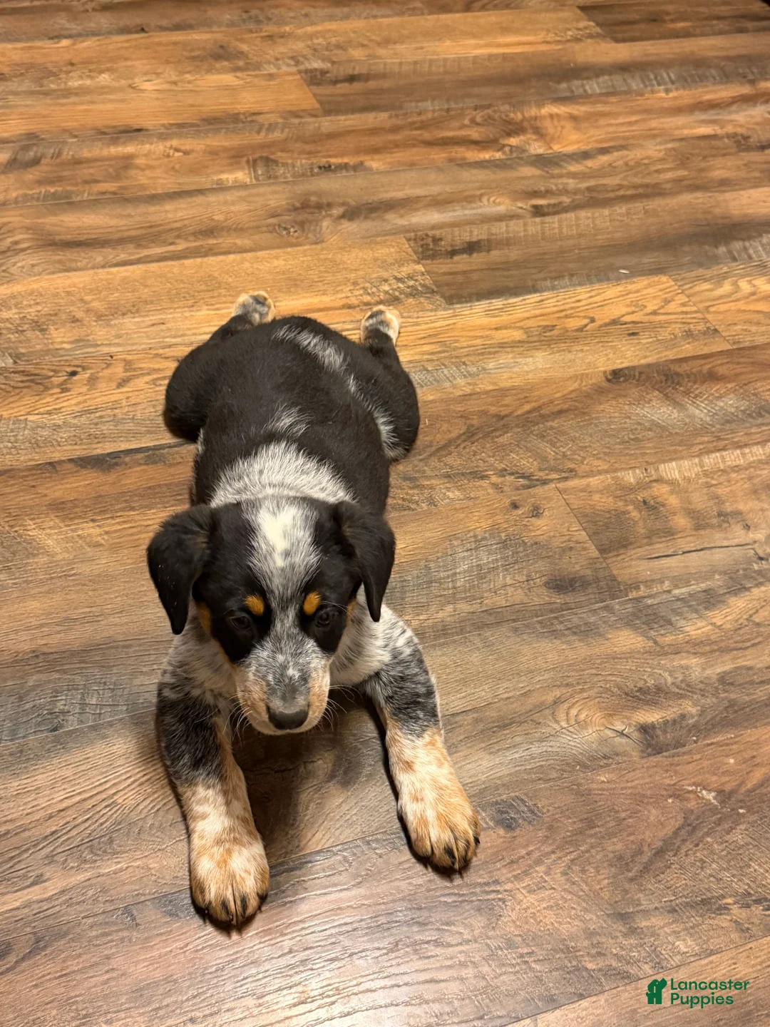 Australian Cattle Dog dogs for sale: Tim - Ad 1
